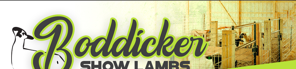 Boddicker Show Lambs