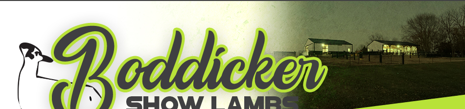 Boddicker Show Lambs